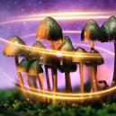 Wie Magic Mushrooms ursprünglich zu ihrer Magie kamen
