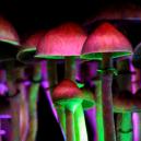 Wie Funktioniert Psilocybin?