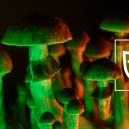 Tipps Für Einen Sicheren Magic-Mushroom-Trip