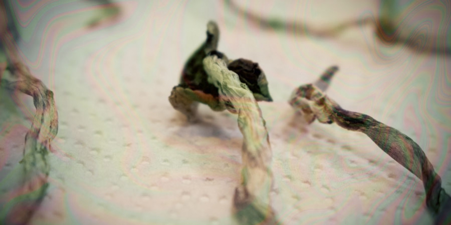 Wie Man Magic Mushrooms Trocknet