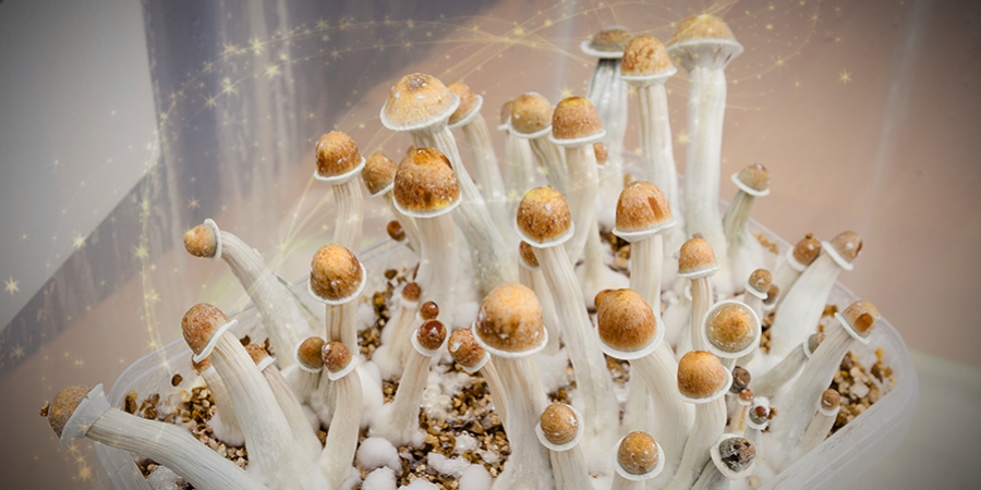 Kannst Du mit Magic Mushrooms Deine Produktivität steigern?