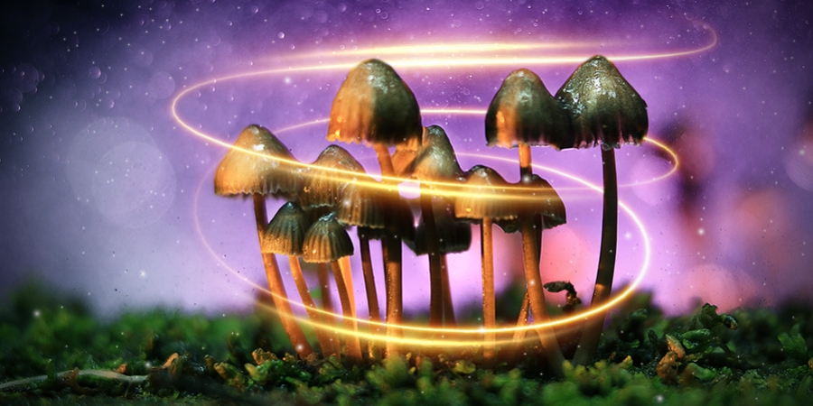 Wie Magic Mushrooms ursprünglich zu ihrer Magie kamen
