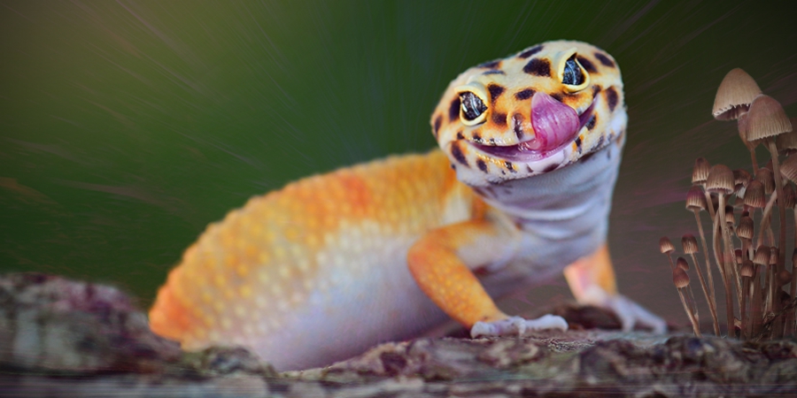 Tiere, die Psychedelika genauso lieben wie Menschen