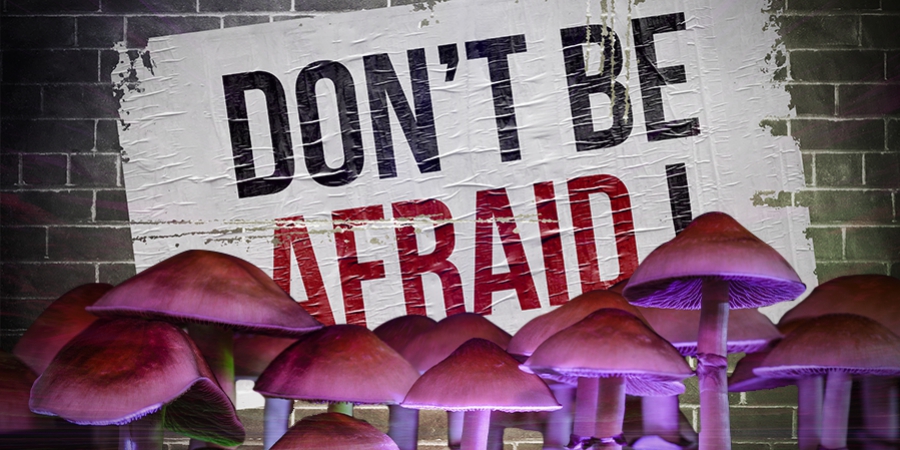 Warum Man Auf Pilzen Keine Angst Vor Einem Horror-Trip Haben Muss
