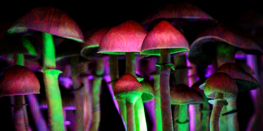 Wie Funktioniert Psilocybin?