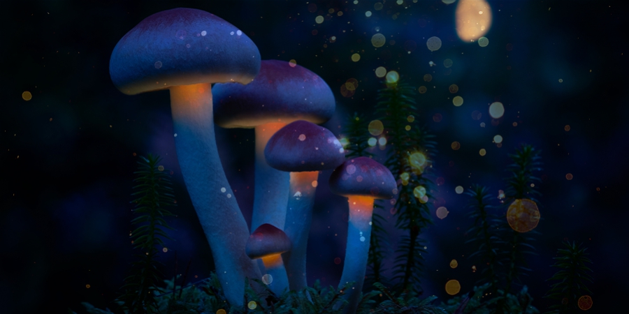 7 Natürlich Vorkommende Psychedelika