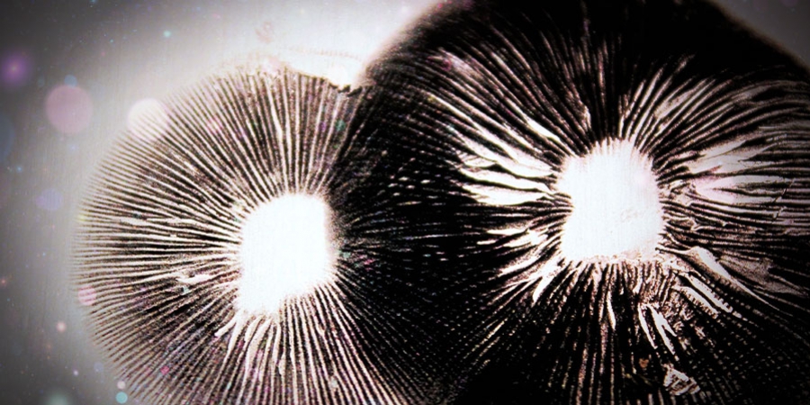 So macht man Sporenabdrücke von Magic Mushrooms