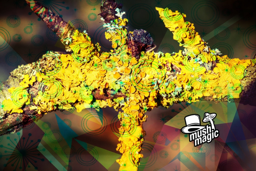 Neue Art Psychedelischer Flechte Entdeckt