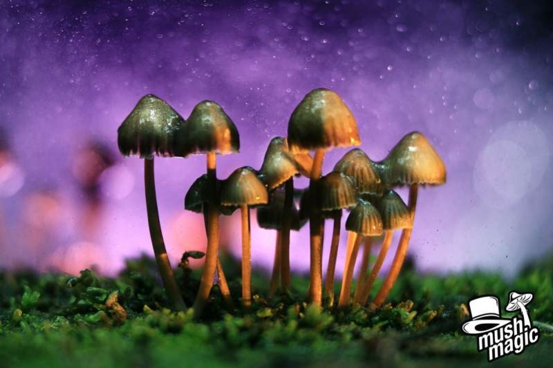 Psilocybin und Psilocin: Ihre Rolle Verstehen