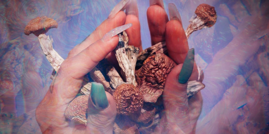 Das Leben Und Werk Von Terence McKenna