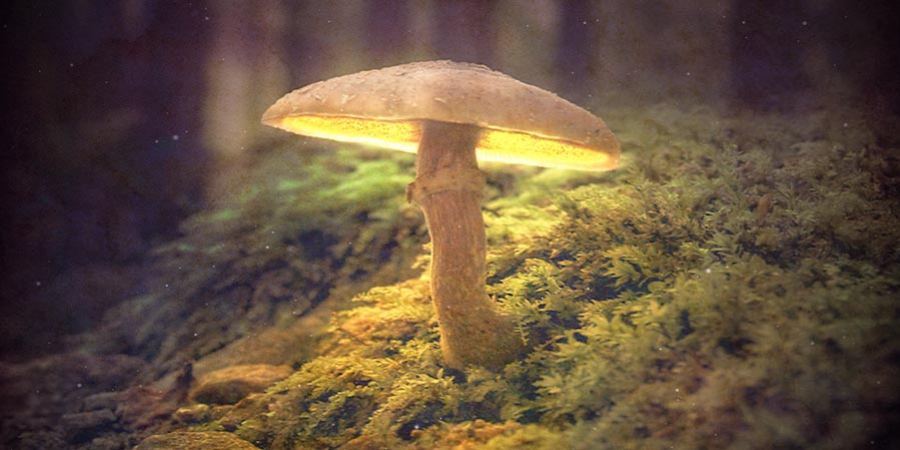 Die Geschichte Der Zauberpilze