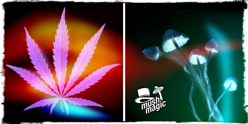 Pilze vs. Weed: Die Drogen, die die ganze Welt liebt