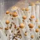 Kannst Du mit Magic Mushrooms Deine Produktivität steigern?
