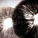 So macht man Sporenabdrücke von Magic Mushrooms