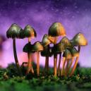 Psilocybin und Psilocin: Ihre Rolle Verstehen