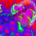 Der Unterschied zwischen Psilocybin und Psilocin