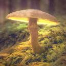 Die Geschichte Der Zauberpilze